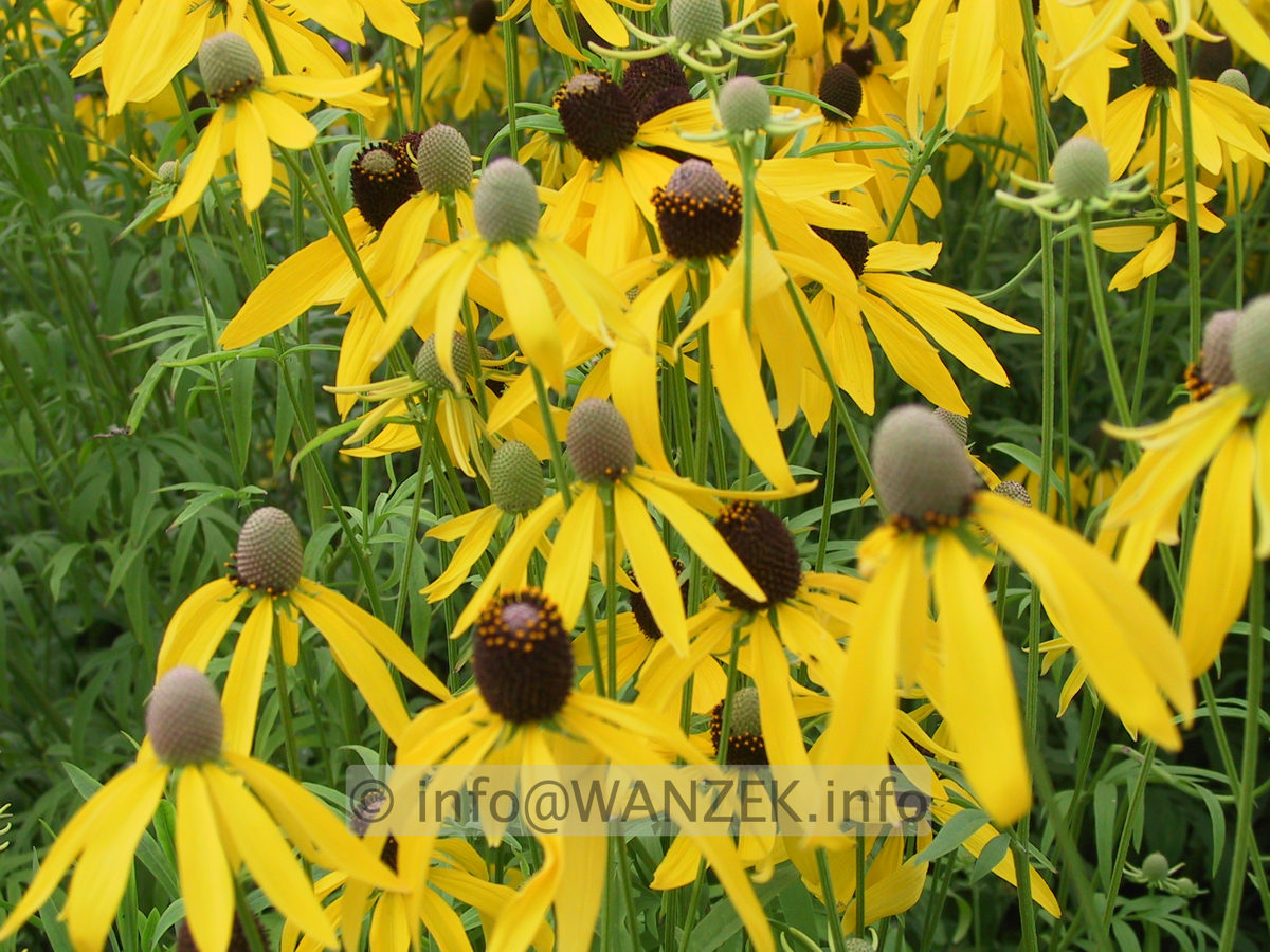 Ratibida columnifera Yellow Mexican Hat 02 - Macro.JPG